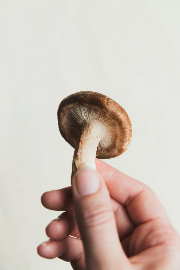 hand-holding-a-mushroom